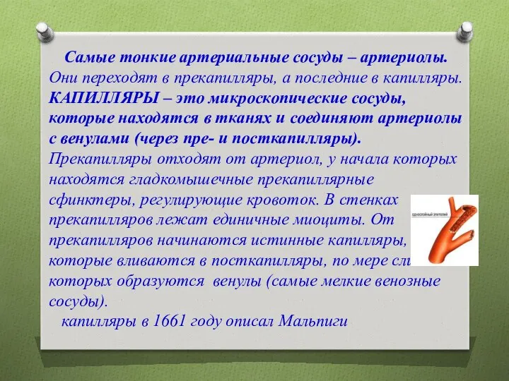 Самые тонкие артериальные сосуды – артериолы. Они переходят в прекапилляры,