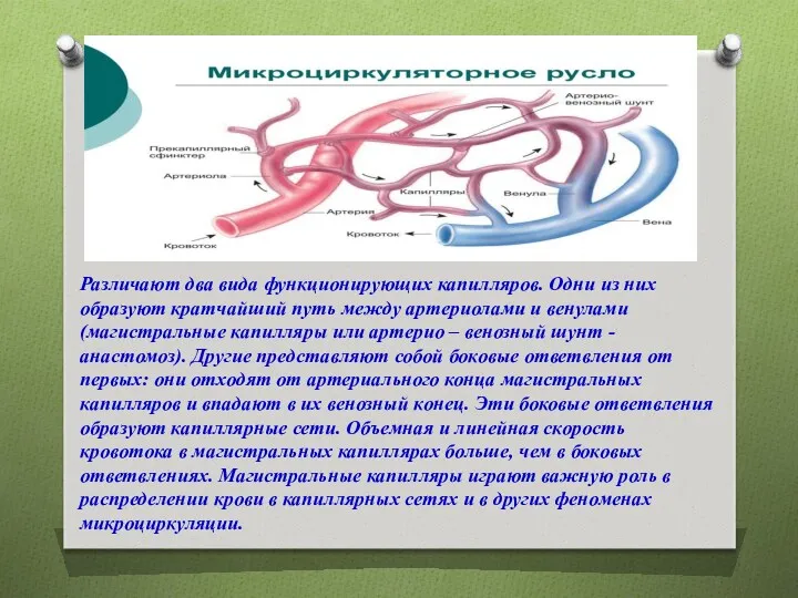 Различают два вида функционирующих капилляров. Одни из них образуют кратчайший