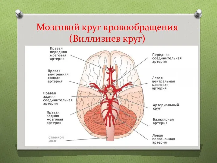 Мозговой круг кровообращения (Виллизиев круг)