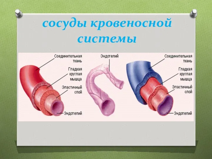 сосуды кровеносной системы