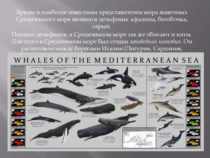 Ярким и наиболее известным представителем мира животных Средиземного моря являются