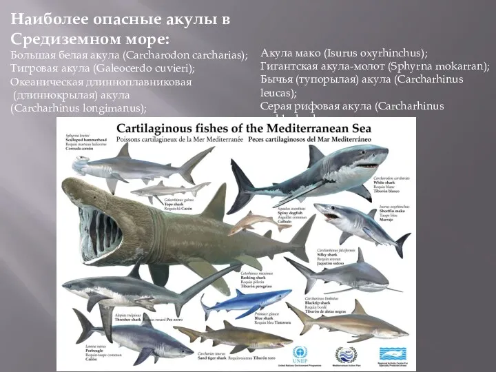 Наиболее опасные акулы в Средиземном море: Большая белая акула (Carcharodon