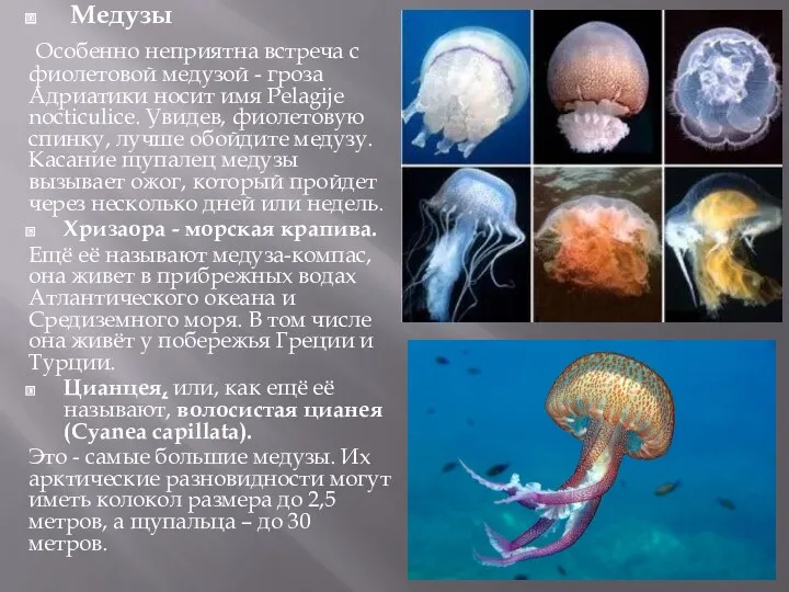 Медузы Особенно неприятна встреча с фиолетовой медузой - гроза Адриатики