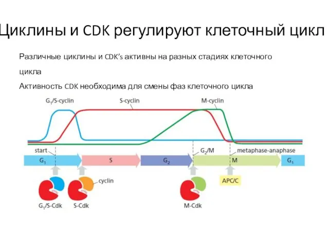 Циклины и CDK регулируют клеточный цикл Различные циклины и CDK’s