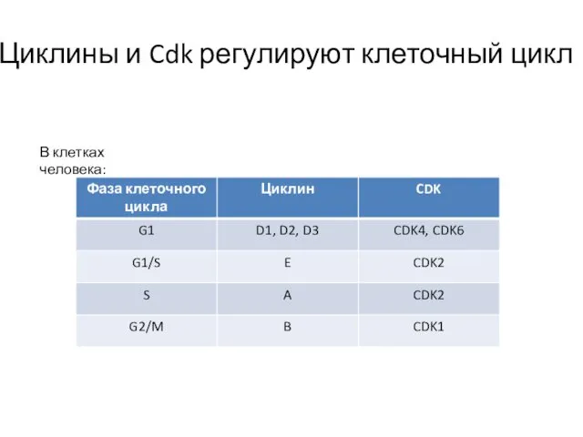 Циклины и Cdk регулируют клеточный цикл В клетках человека: