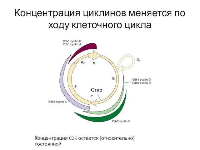 Концентрация циклинов меняется по ходу клеточного цикла Концентрация CDK остается (относительно) постоянной Старт