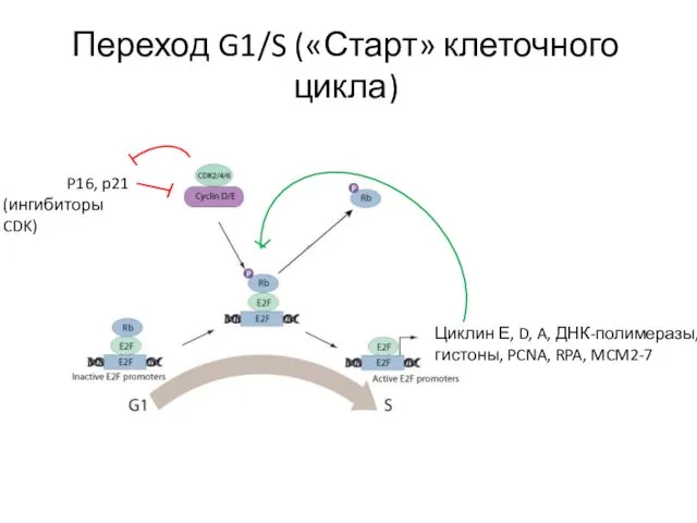 Переход G1/S («Старт» клеточного цикла) (ингибиторы CDK)