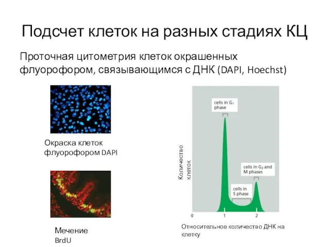 Подсчет клеток на разных стадиях КЦ Проточная цитометрия клеток окрашенных