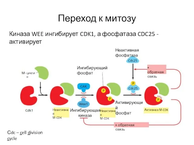 Переход к митозу Киназа WEE ингибирует CDK1, а фосфатаза CDC25