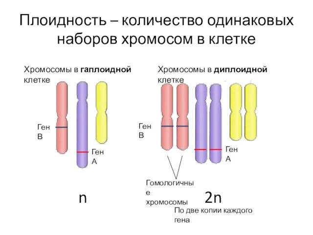Плоидность – количество одинаковых наборов хромосом в клетке