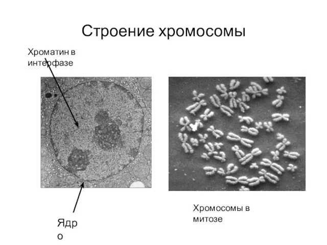 Строение хромосомы Ядро Хроматин в интерфазе Хромосомы в митозе