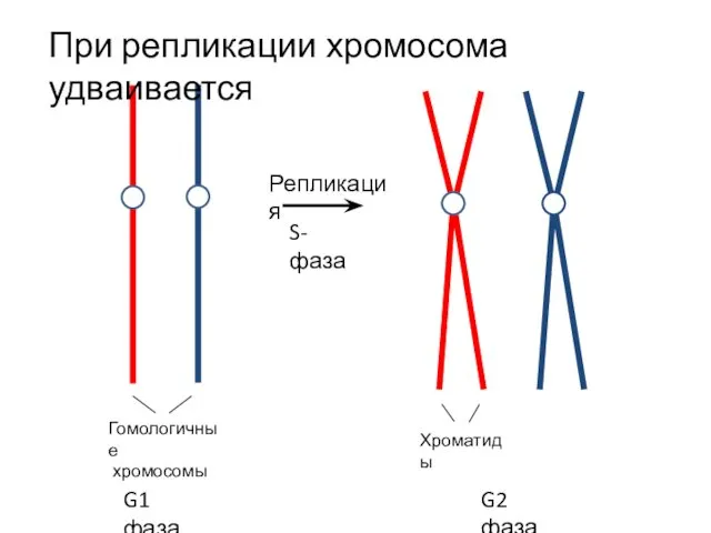 G1 фаза Репликация G2 фаза S-фаза Гомологичные хромосомы Хроматиды При репликации хромосома удваивается