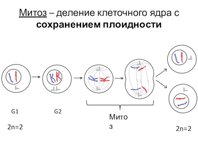 Митоз – деление клеточного ядра с сохранением плоидности G1 G2 Митоз 2n=2 2n=2