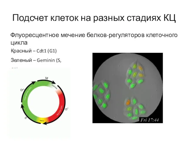 Подсчет клеток на разных стадиях КЦ Флуоресцентное мечение белков-регуляторов клеточного