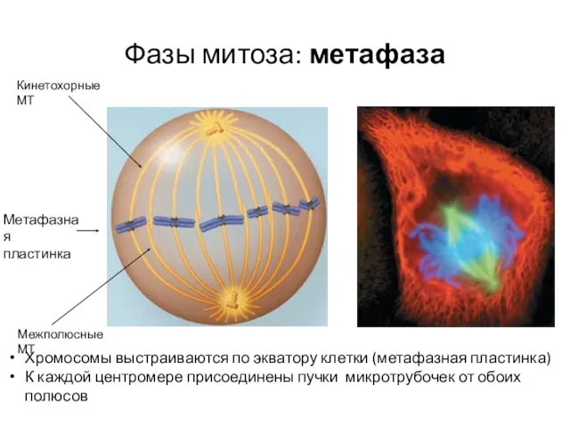 Фазы митоза: метафаза Хромосомы выстраиваются по экватору клетки (метафазная пластинка)