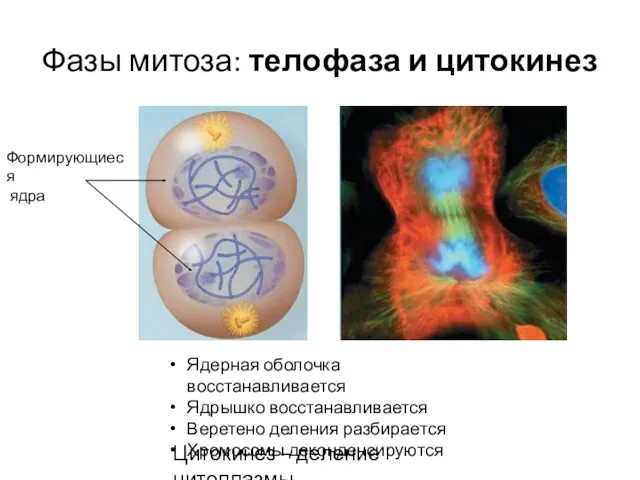 Фазы митоза: телофаза и цитокинез Ядерная оболочка восстанавливается Ядрышко восстанавливается