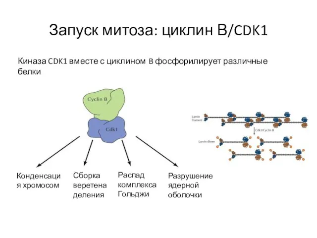 Запуск митоза: циклин В/CDK1 Киназа CDK1 вместе с циклином B фосфорилирует различные белки
