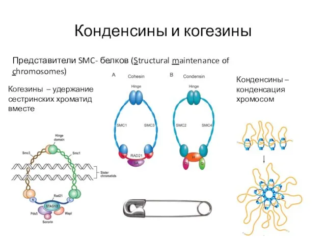Конденсины и когезины Представители SMC- белков (Structural maintenance of chromosomes)