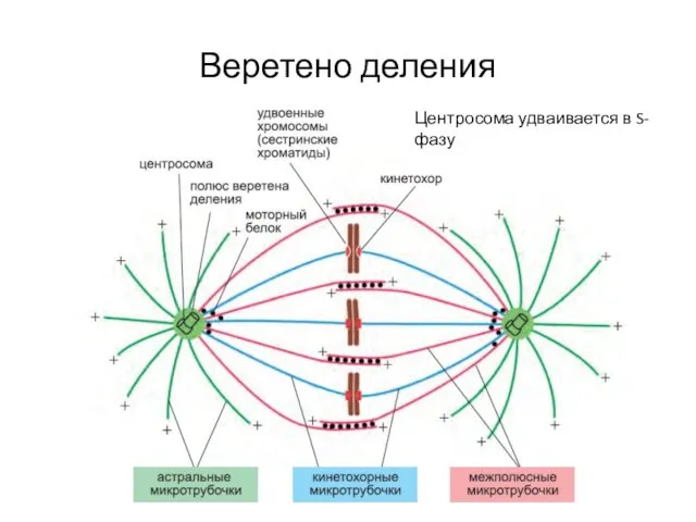 Веретено деления Центросома удваивается в S-фазу