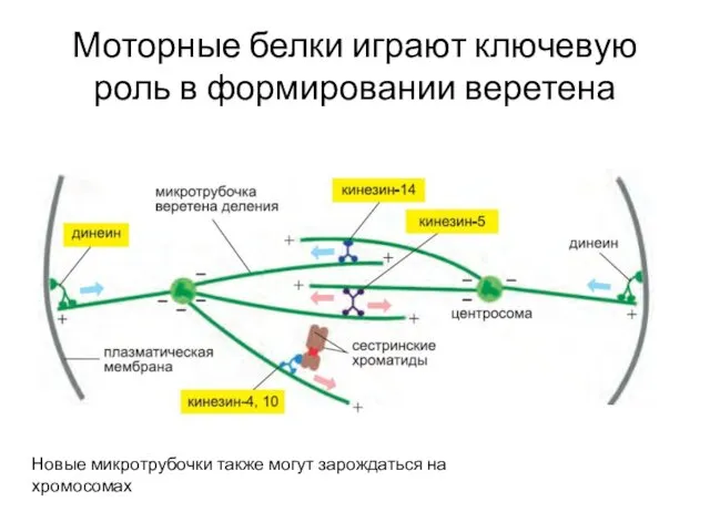 Моторные белки играют ключевую роль в формировании веретена Новые микротрубочки также могут зарождаться на хромосомах