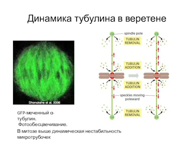 Динамика тубулина в веретене GFP-меченный α-тубулин. Фотообесцвечивание. В митозе выше динамическая нестабильность микротрубочек