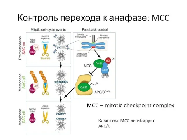 Контроль перехода к анафазе: MCC Комплекс MCC ингибирует APC/C MCC – mitotic checkpoint complex