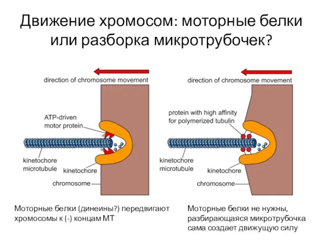 Движение хромосом: моторные белки или разборка микротрубочек? Моторные белки (динеины?)