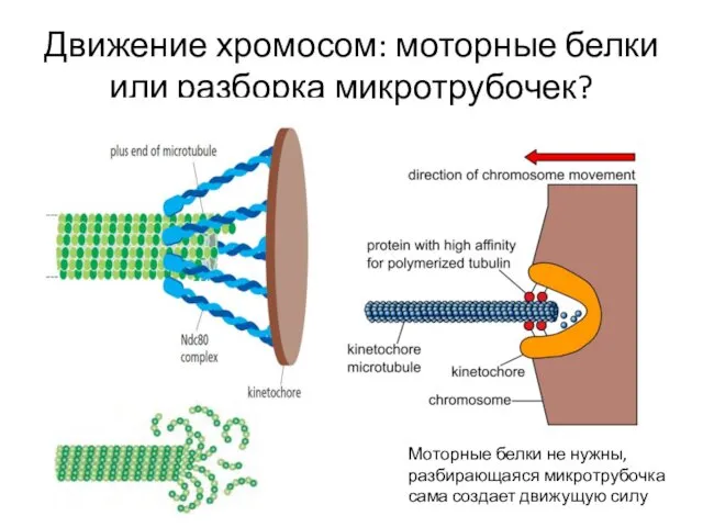 Движение хромосом: моторные белки или разборка микротрубочек? Моторные белки не