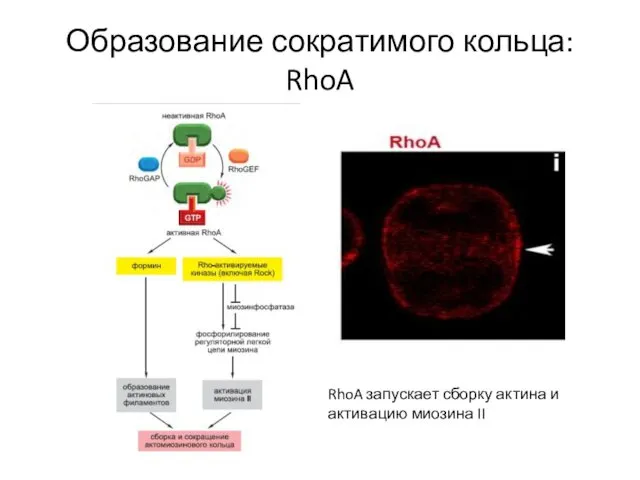 Образование сократимого кольца: RhoA RhoA запускает сборку актина и активацию миозина II