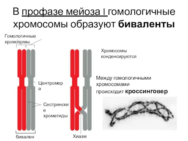В профазе мейоза I гомологичные хромосомы образуют биваленты Гомологичные хромосомы