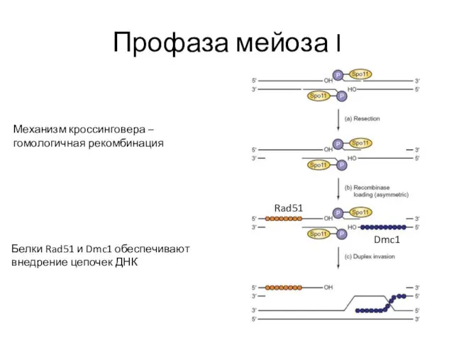 Профаза мейоза I Механизм кроссинговера – гомологичная рекомбинация Rad51 Dmc1