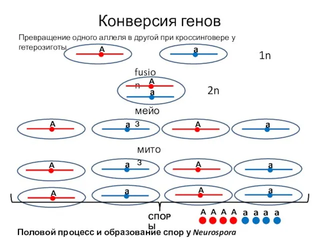 Половой процесс и образование спор у Neurospora Crassa СПОРЫ Конверсия