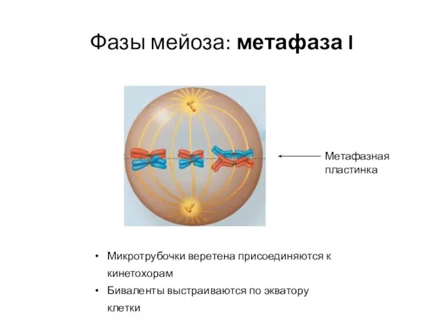 Фазы мейоза: метафаза I Микротрубочки веретена присоединяются к кинетохорам Биваленты выстраиваются по экватору клетки Метафазная пластинка