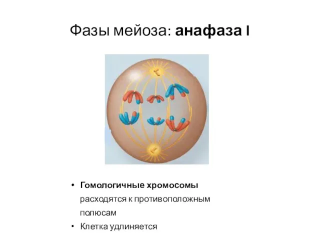 Фазы мейоза: анафаза I Гомологичные хромосомы расходятся к противоположным полюсам Клетка удлиняется
