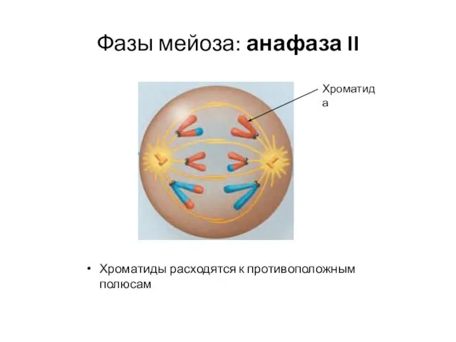 Фазы мейоза: анафаза II Хроматиды расходятся к противоположным полюсам Хроматида