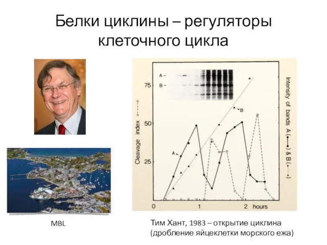 Белки циклины – регуляторы клеточного цикла Тим Хант, 1983 –