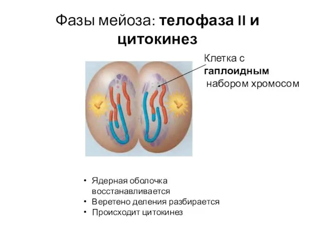 Фазы мейоза: телофаза II и цитокинез Ядерная оболочка восстанавливается Веретено