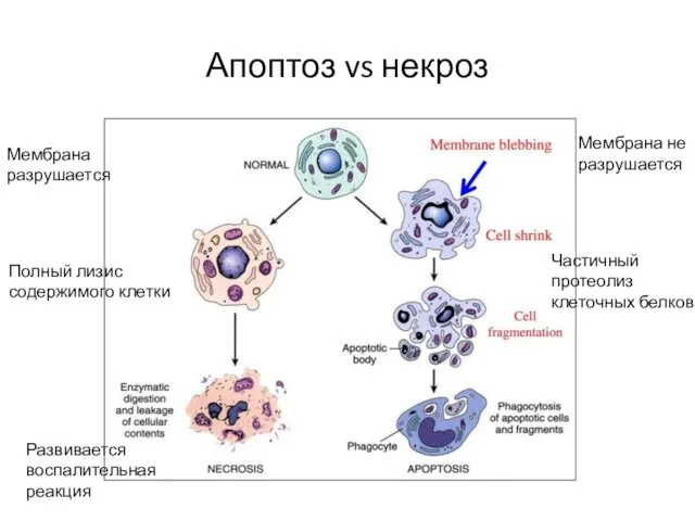 Апоптоз vs некроз Мембрана не разрушается Мембрана разрушается Развивается воспалительная