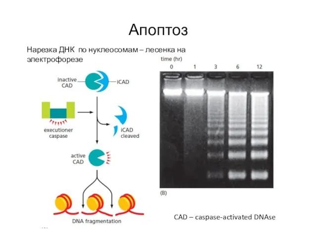 Апоптоз Нарезка ДНК по нуклеосомам – лесенка на электрофорезе CAD – caspase-activated DNAse