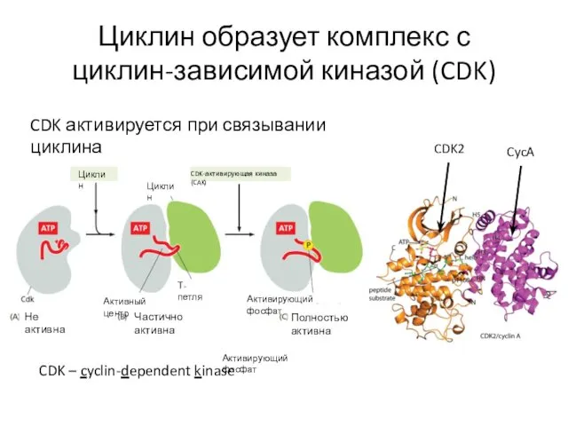 Циклин образует комплекс с циклин-зависимой киназой (CDK) CDK – cyclin-dependent