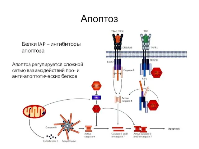 Апоптоз Белки IAP – ингибиторы апоптоза Апоптоз регулируется сложной сетью взаимодействий про- и анти-апоптотических белков