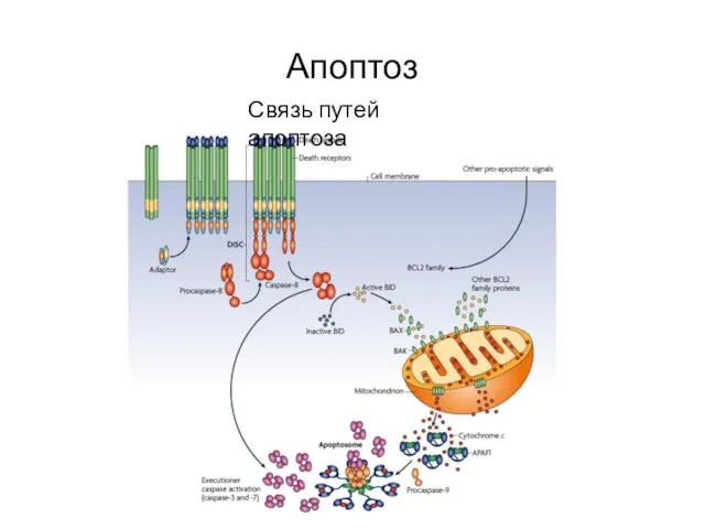 Апоптоз Связь путей апоптоза