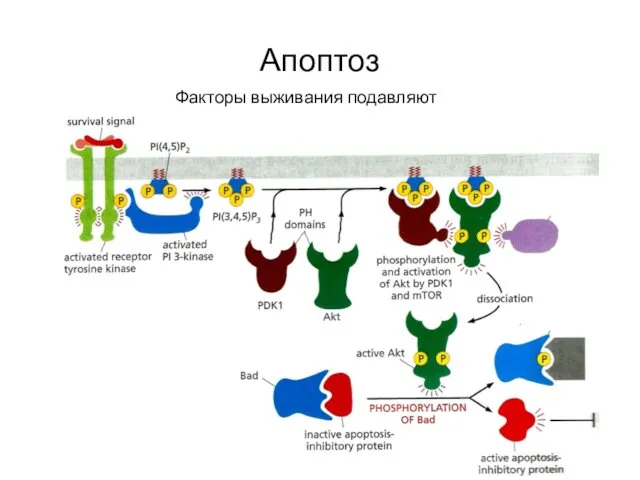 Апоптоз Факторы выживания подавляют апоптоз