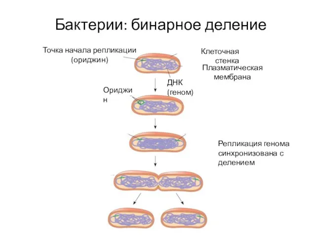 Бактерии: бинарное деление Репликация генома синхронизована с делением