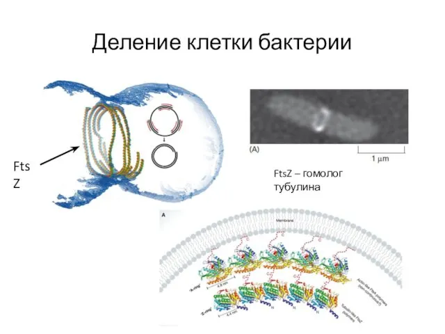 Деление клетки бактерии FtsZ – гомолог тубулина