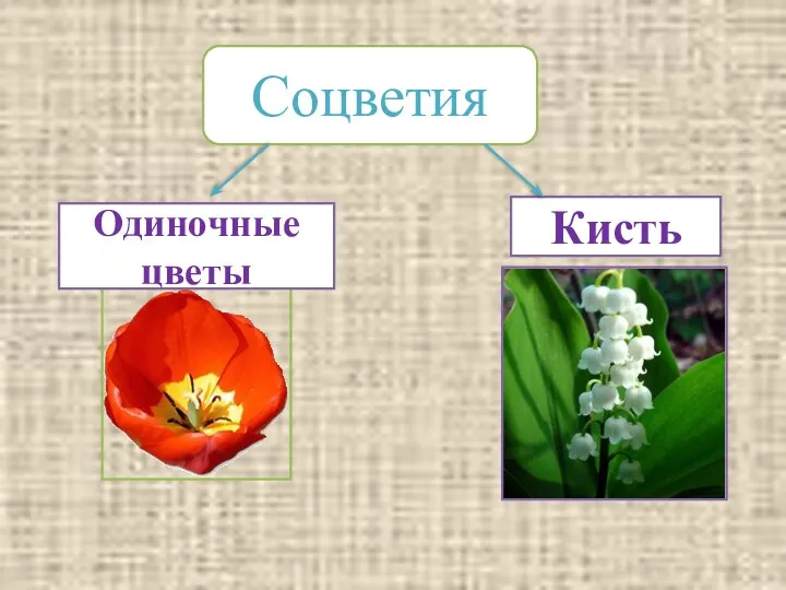 Соцветия Одиночные цветы Кисть