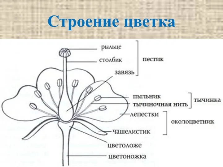 Строение цветка