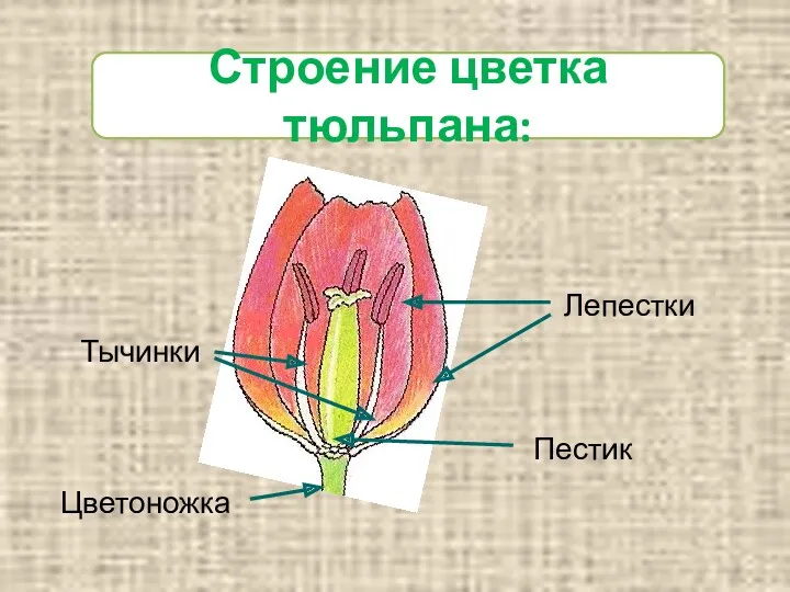 Лепестки Тычинки Цветоножка Пестик Строение цветка тюльпана: