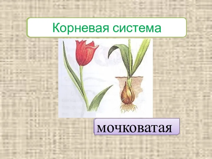 Корневая система мочковатая Корневая система мочковатая