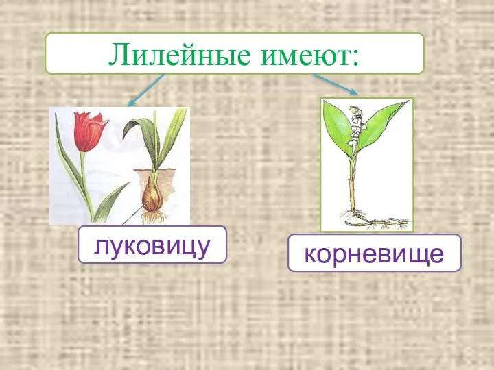 Лилейные имеют: луковицу корневище